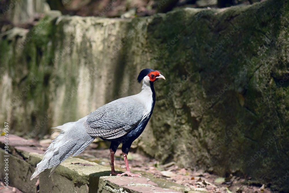 Obraz premium Silver pheasant standing on ground, exotic Asian bird with white and black plumage, red facial skin, long tail, wildlife close-up in daylight, rare species in zoo