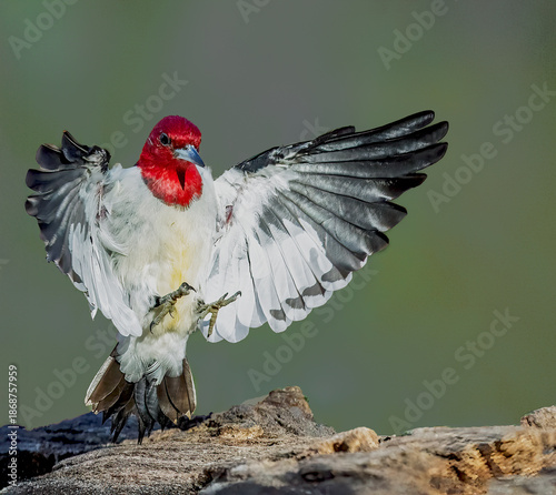 Read headed woodpecker landing on a log