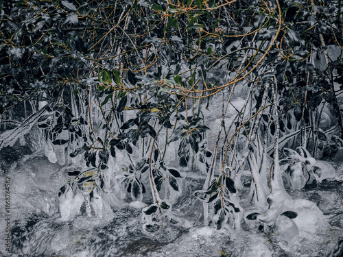 Iced Leaves and Branches in a Winter Forest Stream