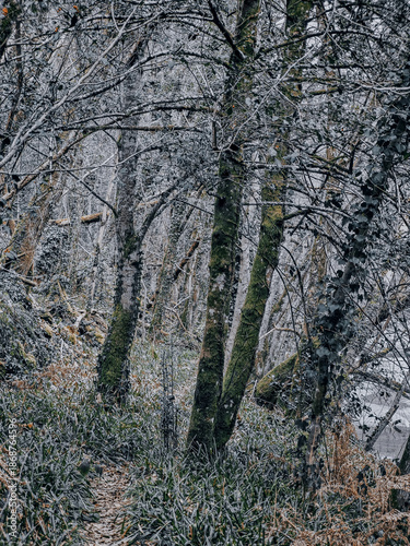 Iced Leaves and Branches in a Winter Forest Stream