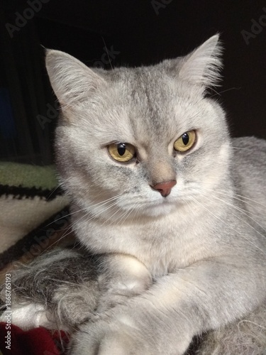 british shorthair cat