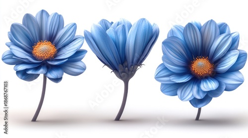 Three blue flowers with orange centers on white background