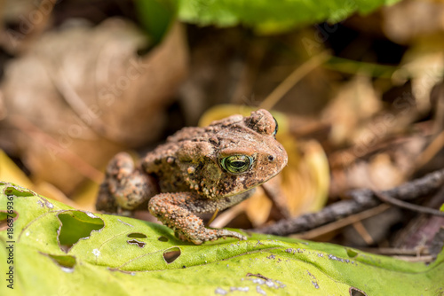 Brown toad resting on green leaf in forest