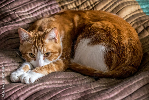 Ginger tabby cat resting on cozy bed quilt