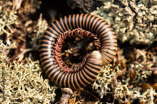 Coiled millipede on forest floor in close-up macro view