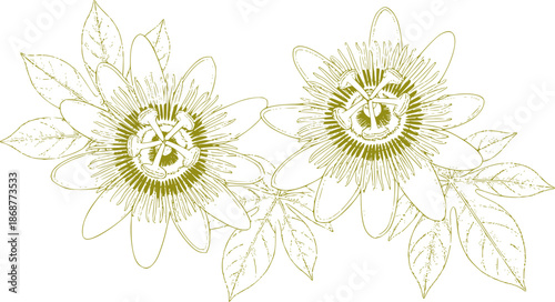 Photos Two intricate gold line passion flowers with detailed leaves passionflowers line
