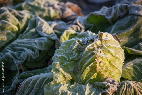 Frozen vegetables on a cold winter sunny early morning