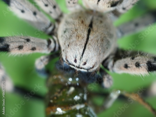 Banana spider with prey of a cicada