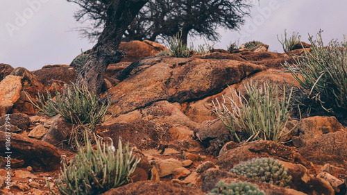 Fotografi Mountains and rocks with trees, in southern Morocco, North Africa