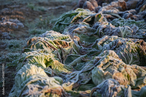 Frozen vegetables on a cold winter sunny early morning