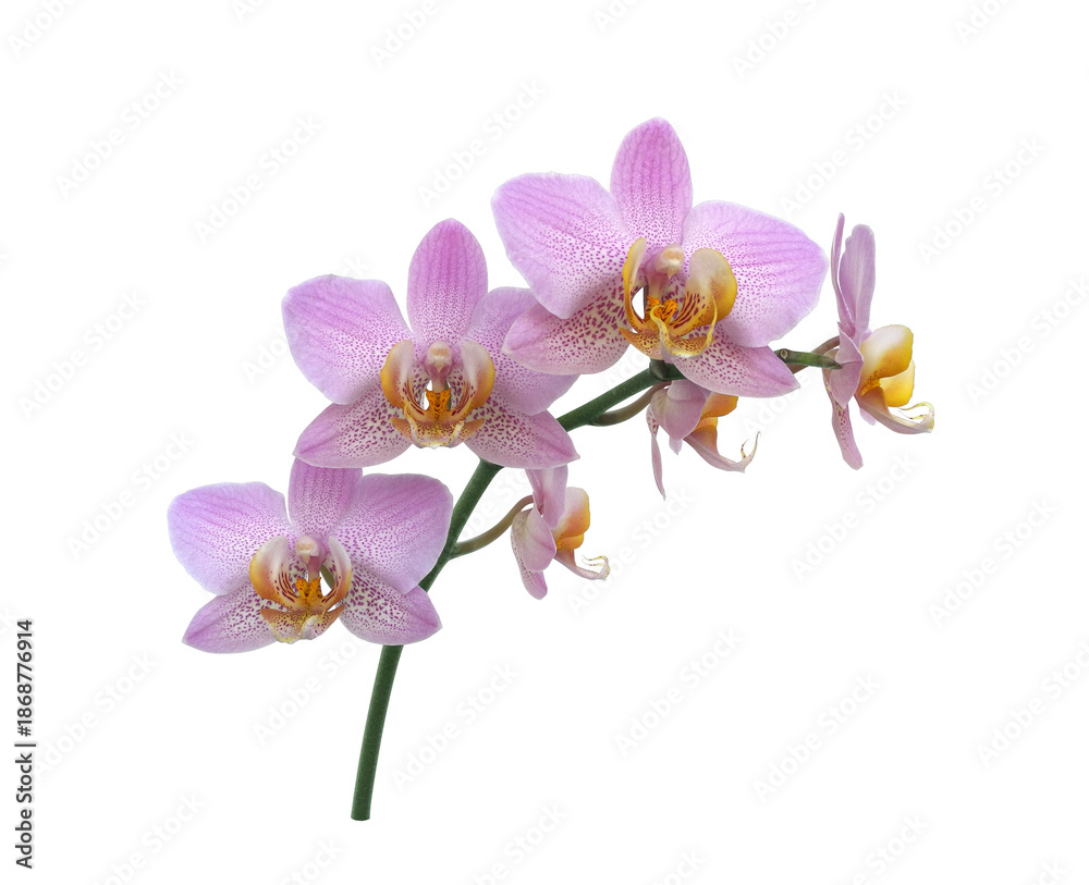 Obraz premium Branch with purple yellow orchid flowers isolated on white background. Floral design element. 