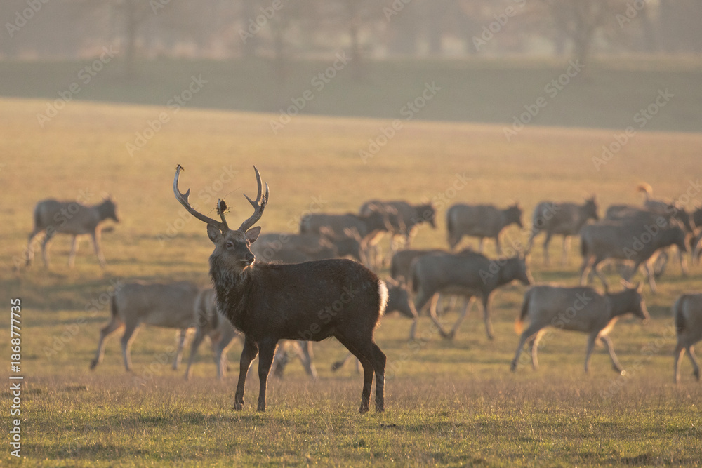 Fototapeta premium A large red deer stag protects it's herd that are seen grazing in the background.