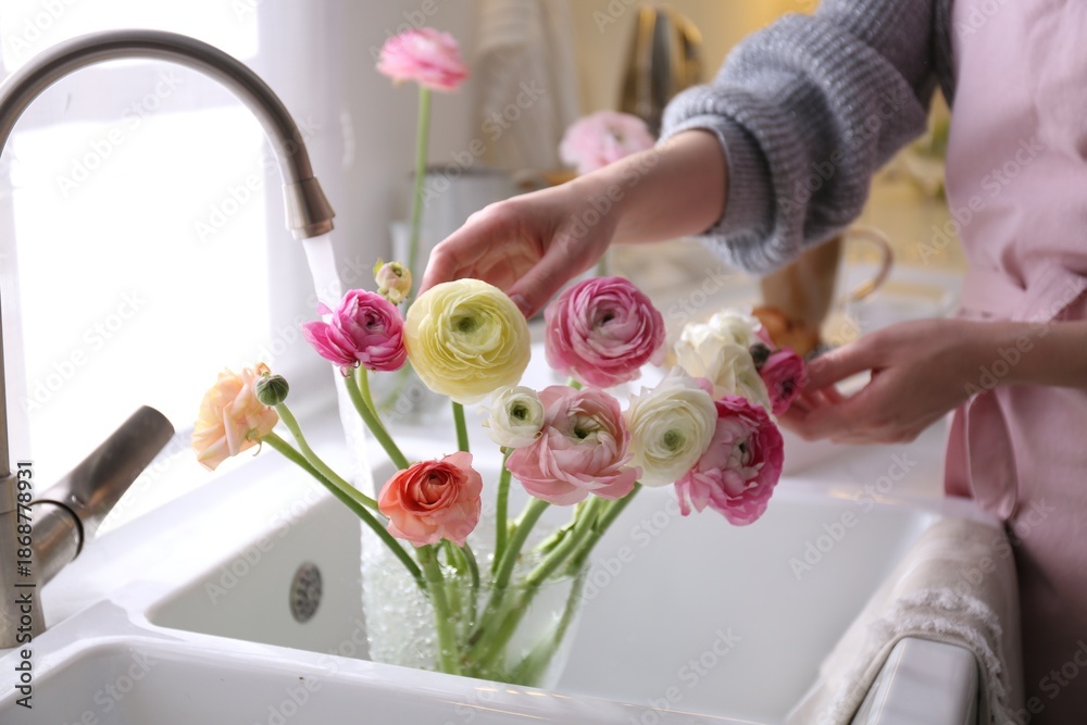 Fototapeta premium Woman taking care of cut fresh ranunculus flowers in kitchen, closeup