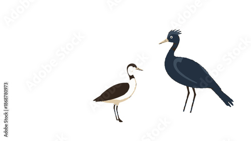 Two Wading Birds Black and Brown Avocet or Heron Standing, Isolated White Background