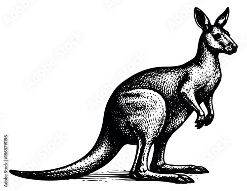 Hand drawn illustration of a kangaroo depicting a standing pose for wildlife design
