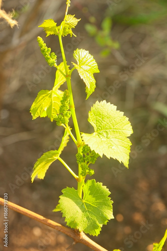 branch of grapes with buds in garden