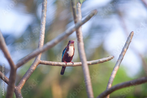 beautiful kingfisher bird on  tree