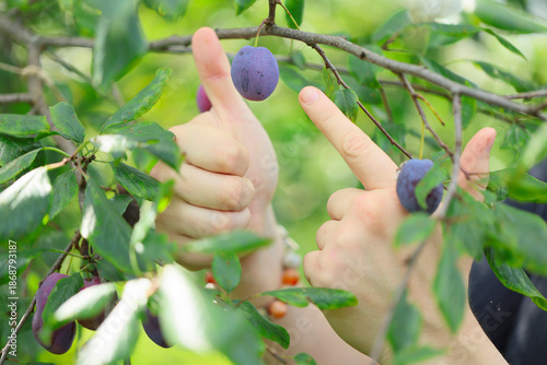 ripe blue plum on tree in an orchard