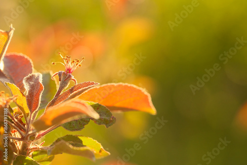  apple tree branch with a fruit ovary on beautiful green background