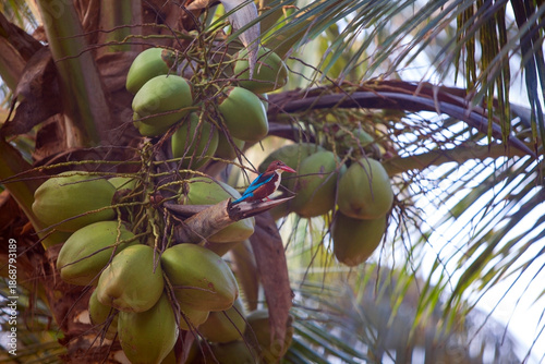 beautiful kingfisher bird on  tree