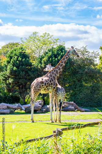 Photography Two Giraffes Standing in Sunlit Enclosure