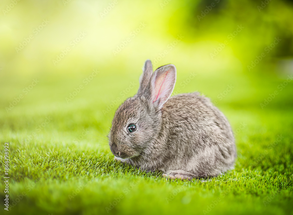 Fototapeta premium Grey rabbit sitting on green grass in natural light, peaceful spring nature scene