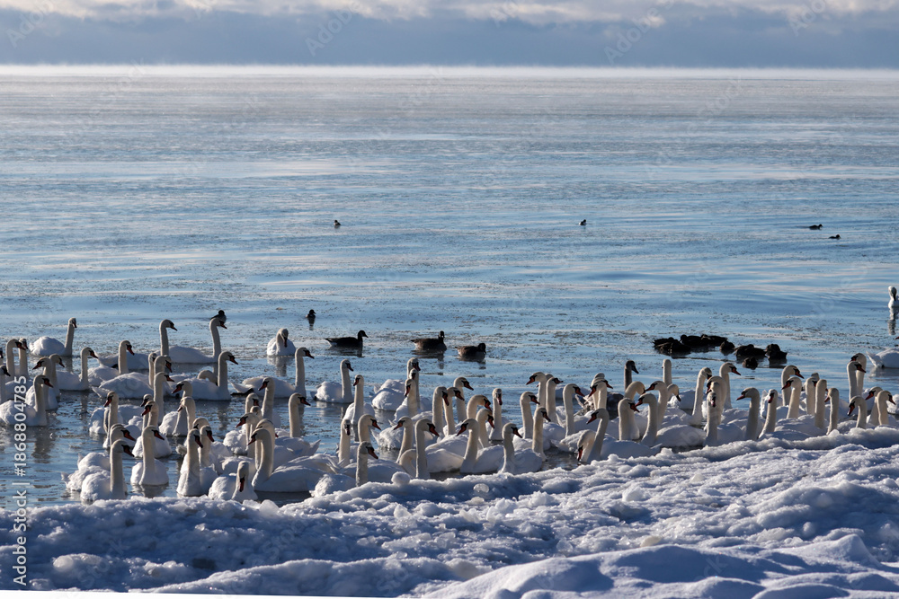 Fototapeta premium Mute swans jammed into small space of open water in winter, real danger of starvation