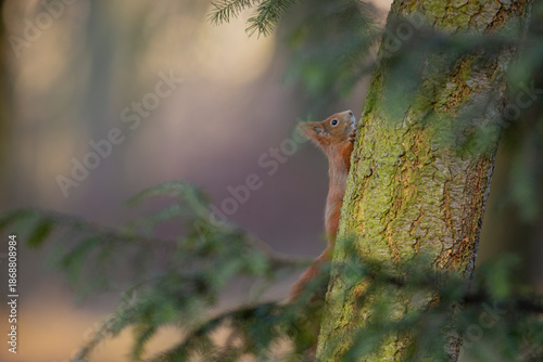 A close-up of red squirrel (Sciurus vulgaris) climbing on tree trunk vertical is able hanging head up or down in autumn nature. Warm toned wildlife take with rodent animal.