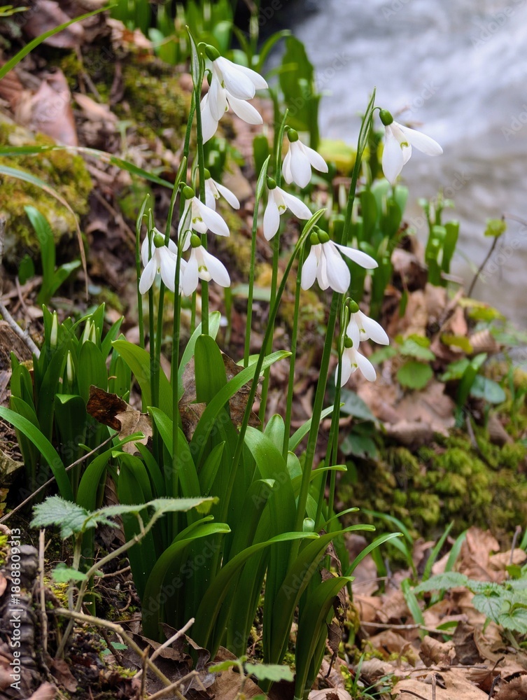 Fototapeta premium snowdrops in the snow