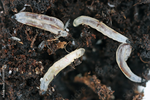 Foto Potted plant pests, maggots, larvae of dark-winged fungus gnats, Sciaridae inhabit the soil in pots of plants cultivated in domestic environments