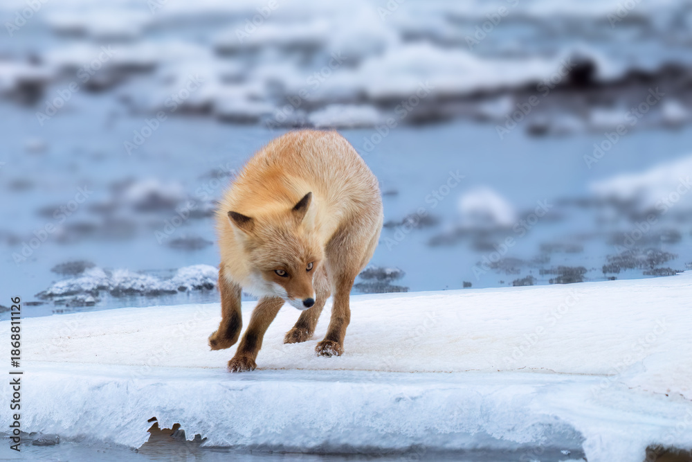 Naklejka premium Something there?