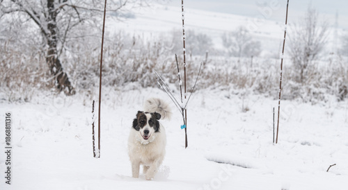 Fotografía Happy Dog Running in Snowy Winter Landscape