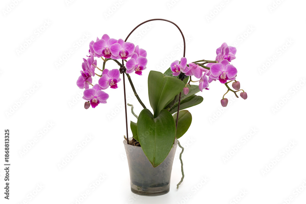 Naklejka premium Blooming phalaenopsis orchid Vienna.