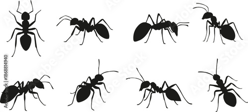 ant, silhouette, insect, vector, animal, nature, bug, isolated, graphic, design, element, illustration, drawing, art, outline, shape, artistic, style, icon, symbol, entomology, wildlife, macro, pest, 