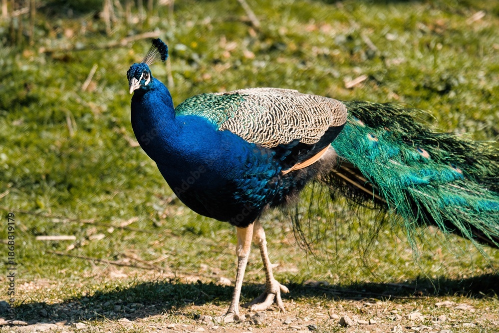 Obraz premium Pfau