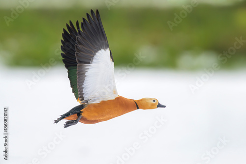 Photos Rostgans Tadorna ferruginea ruddy shelduck