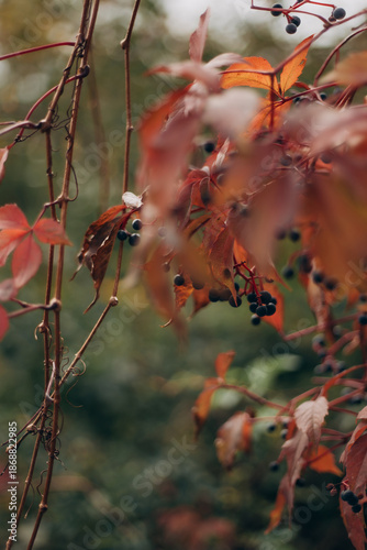 autumn leaves in the forest
