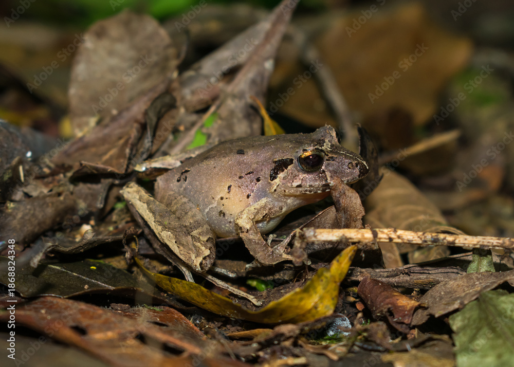 Fototapeta premium Ischnocnema henselii on leaf litter in the Atlantic Forest, Southern Brazil