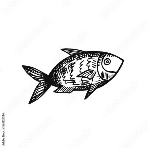 Fish sketch isolated on white background