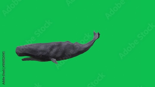 3D realistic Sperm whale undersea swimming enter to the right side and exit on the left side animation side view on green screen, 4k cachalot animal moving towards dive render on chroma key