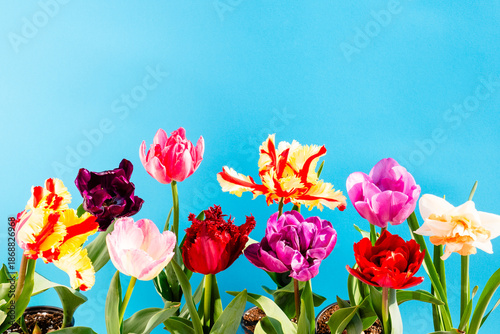 Bright multicolored tulips on blue background
