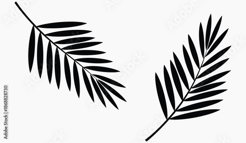 Black silhouette of two fern leaves on white background
