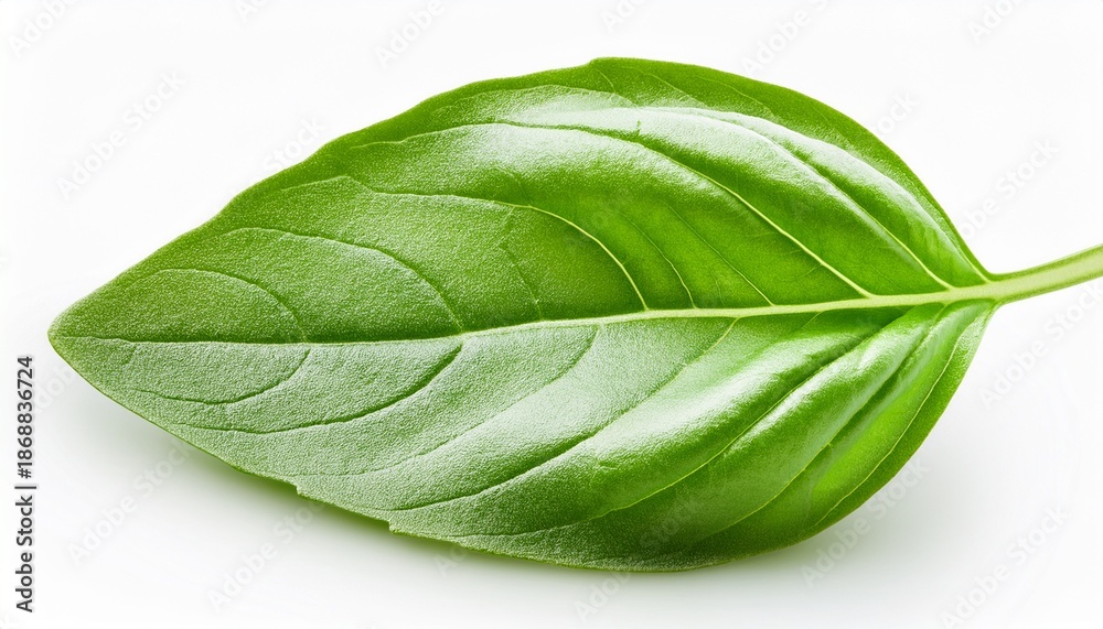 Obraz premium Basil Leaf Isolated On White Background Macro Clipping Path