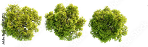top view of three trees isolated on a white background