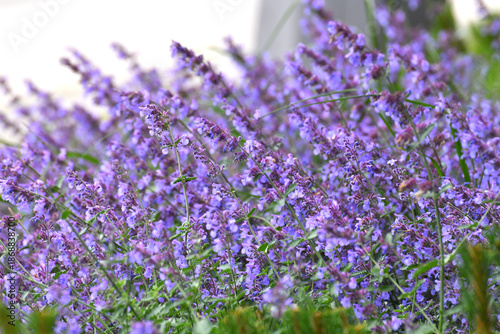 beautiful, profusely blooming catnip fassinii
