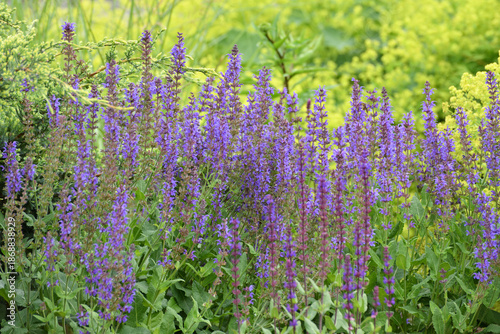 Bilde på lerret beautiful, profusely blooming catnip fassinii