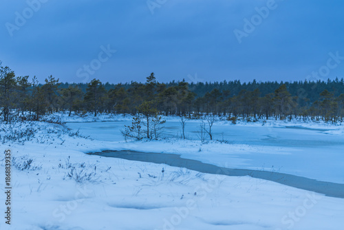winter landscape with trees and snow in the swamp.