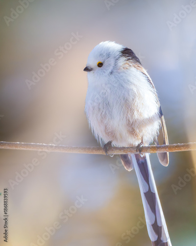 Long-tiled tit on a branch. Bird on a branch on a sunny day.