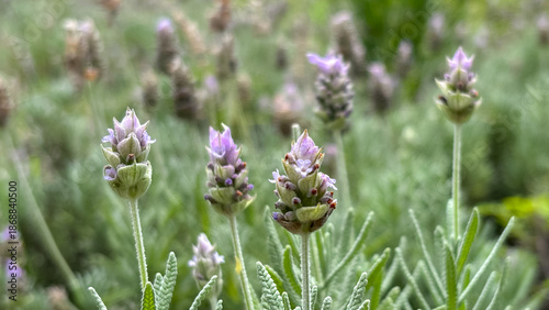 Quadro su tela French Lavender Detail