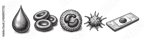 This vintage-style illustration depicts various blood cells, including a blood drop, erythrocytes, a white blood cell, and a platelet on a slide, rendered in a detailed woodcut engraving aesthetic.